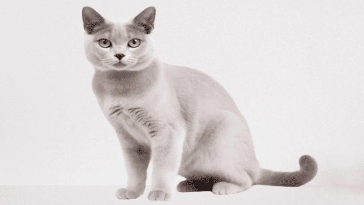 the burmilla cat