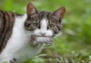 why do cats enjoy hunting