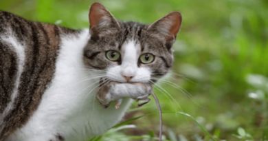 why do cats enjoy hunting