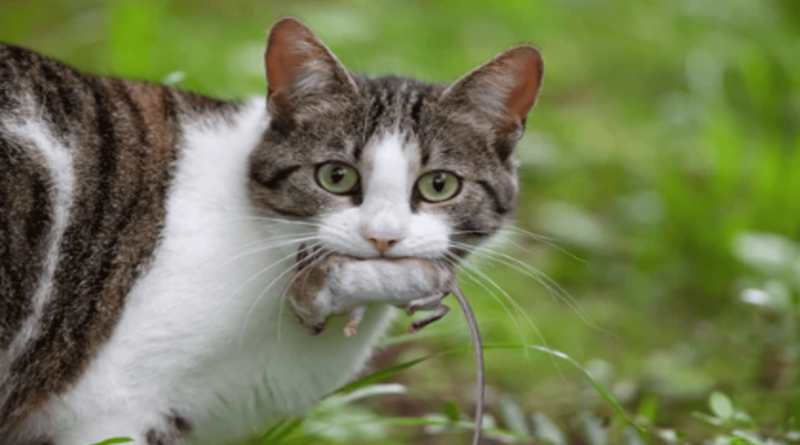 why do cats enjoy hunting