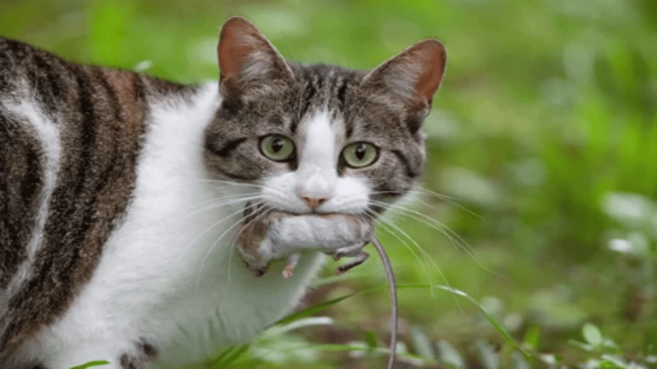 why do cats enjoy hunting