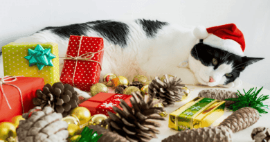 Christmas Foods That Are Toxic to Cats