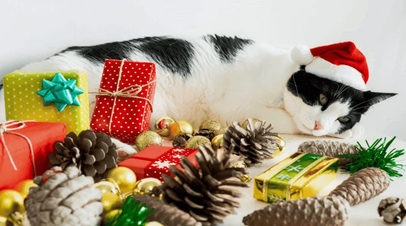 Christmas Foods That Are Toxic to Cats