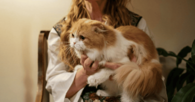 Does Purring Mean Your Cat Is Happy