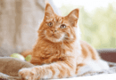 Eight Things to Know About Ginger Cats