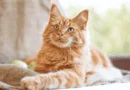 Eight Things to Know About Ginger Cats