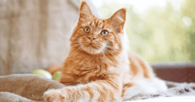 Eight Things to Know About Ginger Cats