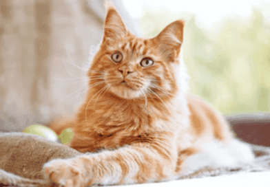 Eight Things to Know About Ginger Cats