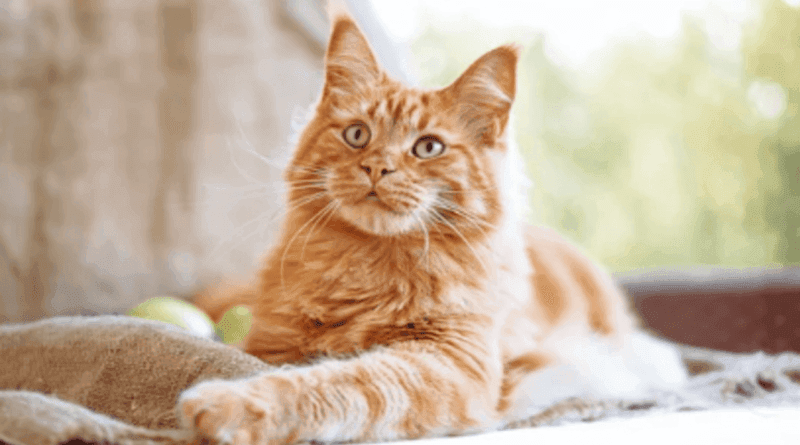 Eight Things to Know About Ginger Cats
