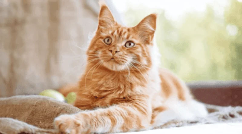Eight Things to Know About Ginger Cats