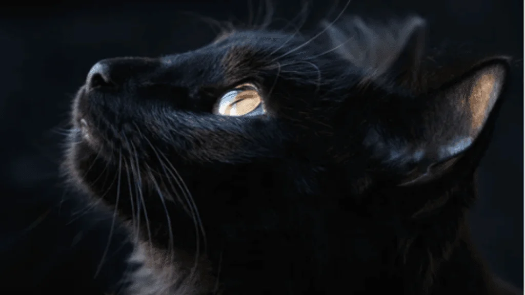 Ten Fascinating Facts About Black Cats