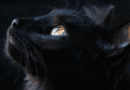 Ten Fascinating Facts About Black Cats