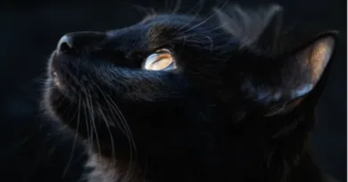 Ten Fascinating Facts About Black Cats