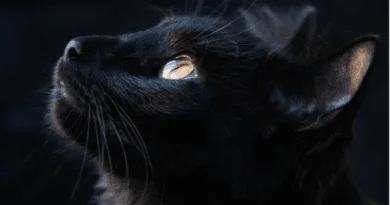 Ten Fascinating Facts About Black Cats