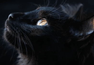 Ten Fascinating Facts About Black Cats