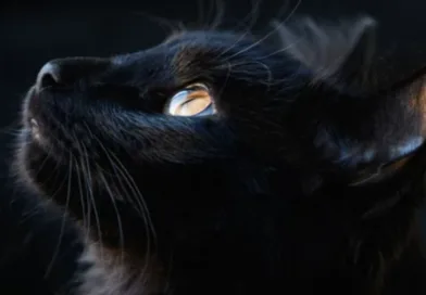 Ten Fascinating Facts About Black Cats