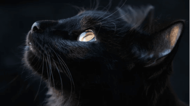 Ten Fascinating Facts About Black Cats