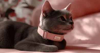 How We Choose Names for Our Furry Friends