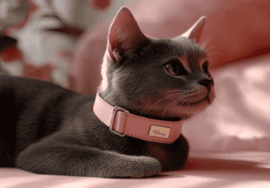 How We Choose Names for Our Furry Friends