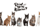 Ten Fascinating Facts About Cats