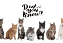 Ten Fascinating Facts About Cats