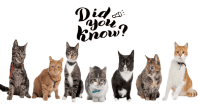 Ten Fascinating Facts About Cats