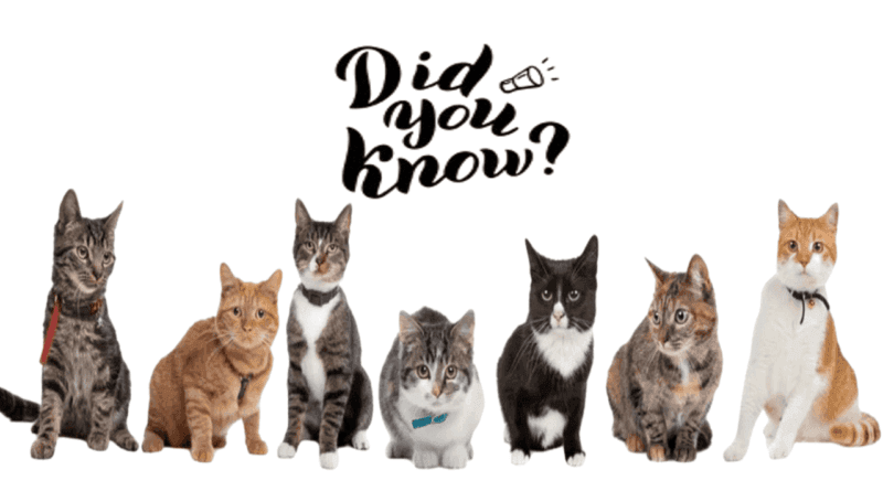 Ten Fascinating Facts About Cats