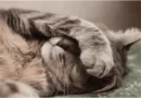 The Secret Behind Where Cats Sleep