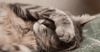 The Secret Behind Where Cats Sleep