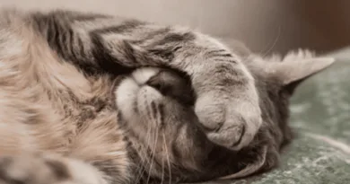The Secret Behind Where Cats Sleep