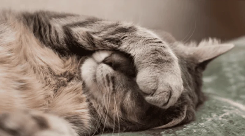 The Secret Behind Where Cats Sleep