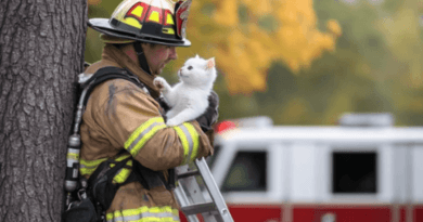 Tips for Ensuring Cats’ Safety During Emergencies