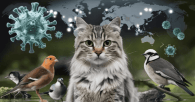 Avian flu outbreak in domestic cats raises new concerns