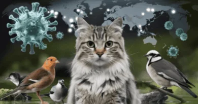 Avian flu outbreak in domestic cats raises new concerns
