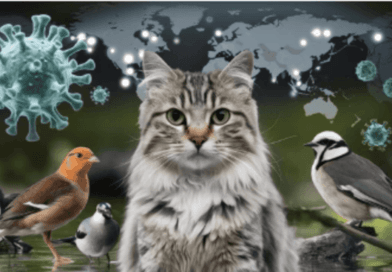 Avian flu outbreak in domestic cats raises new concerns