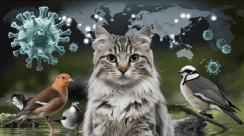 Avian flu outbreak in domestic cats raises new concerns