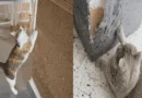 cat corner scratch