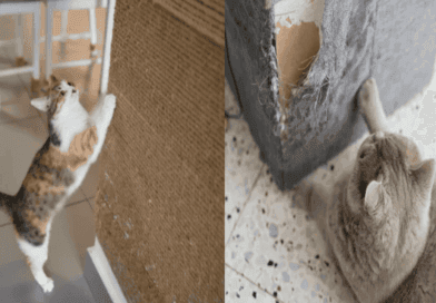 cat corner scratch