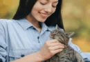 cats to adopt