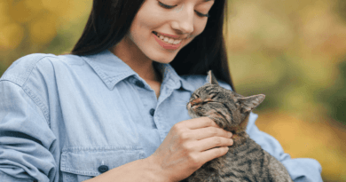 cats to adopt