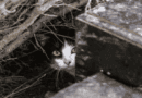 Pilot Program to Manage Feral Cat Population