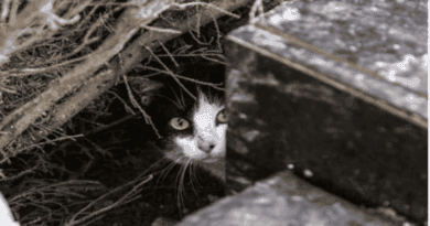 Pilot Program to Manage Feral Cat Population