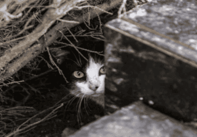 Pilot Program to Manage Feral Cat Population