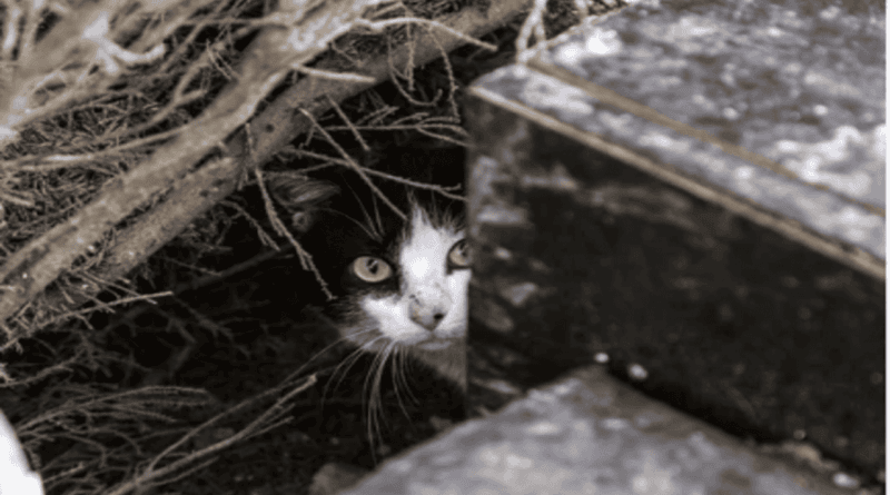 Pilot Program to Manage Feral Cat Population