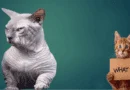 hairless bullycat