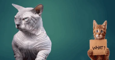 hairless bullycat