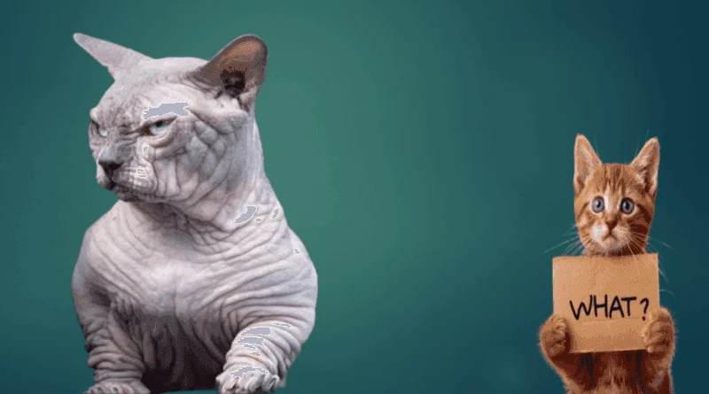 hairless bullycat