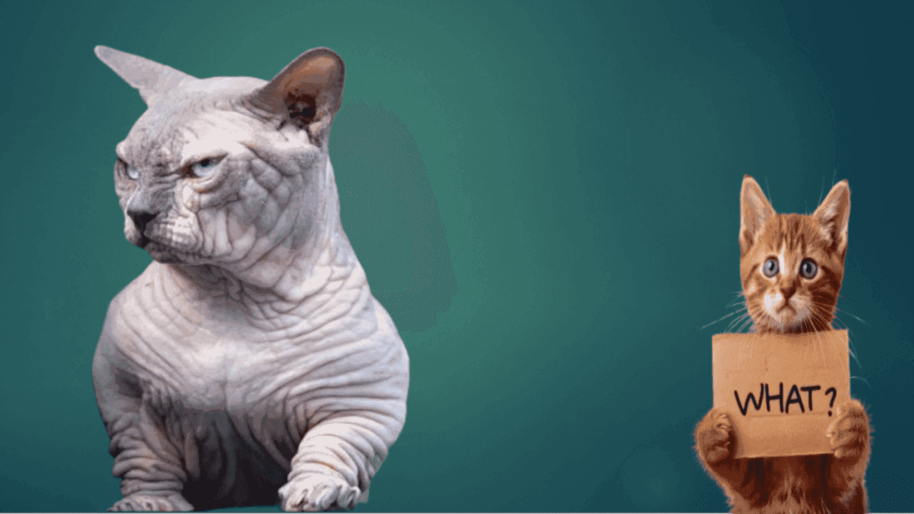 hairless bullycat