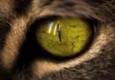 What the World Looks Like to Cats?