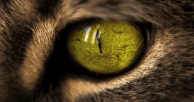 What the World Looks Like to Cats?